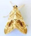 Evergestis lunulalis - Hodges#4902 - photo 3