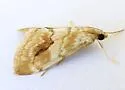 Evergestis lunulalis - Hodges#4902 - photo 4