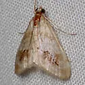 Evergestis lunulalis - Hodges#4902 - photo 5