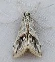 Evergestis nolentis - Hodges#4903 - Evergestis nolentis