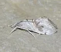 Evergestis nolentis - Hodges#4903 - photo 2