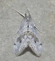 Evergestis nolentis - Hodges#4903 - photo 3