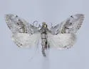 Evergestis nolentis - Hodges#4903 - photo 4
