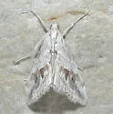 Evergestis nolentis - Hodges#4903 - photo 5