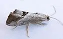 Evergestis obliqualis - Hodges#4912 - Evergestis obliqualis