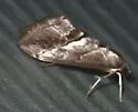 Evergestis obliqualis - Hodges#4912 - photo 2