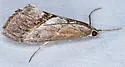 Evergestis obliqualis - Hodges#4912 - photo 4