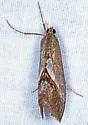 Evergestis obliqualis - Hodges#4912 - photo 5