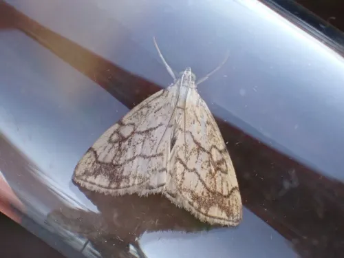 Evergestis pallidata - photo 2