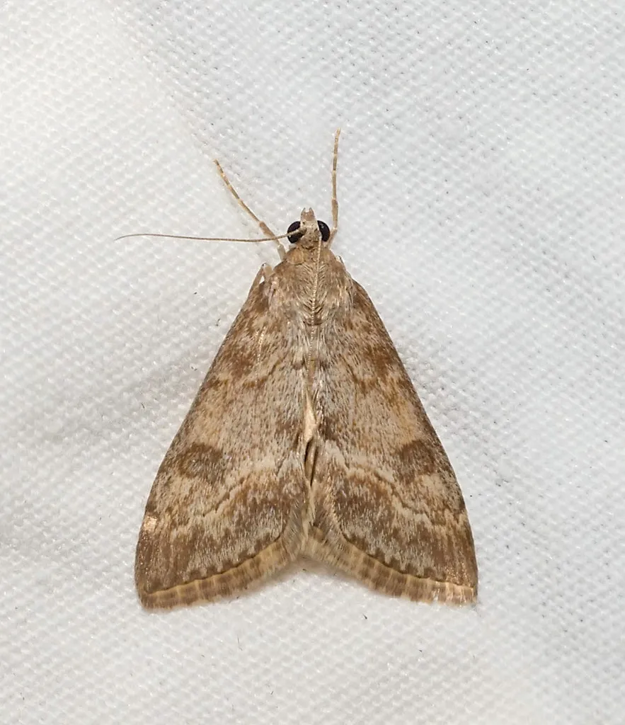 Evergestis palousalis - Hodges#4907 - photo 2