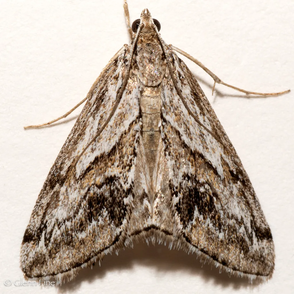 Evergestis simulatilis - Hodges#4904 - photo 2