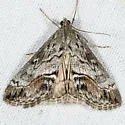 Evergestis subterminalis - Hodges#4910 - Evergestis subterminalis