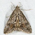 Evergestis subterminalis - Hodges#4910 - photo 2