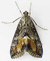 Evergestis subterminalis - Hodges#4910 - photo 3