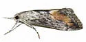 Evergestis subterminalis - Hodges#4910 - photo 4
