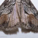 Evergestis subterminalis - Hodges#4910 - photo 5