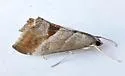 Evergestis triangulalis - Hodges#4914 - photo 2