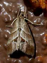 Evergestis triangulalis - Hodges#4914 - photo 3