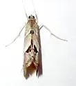 Evergestis triangulalis - Hodges#4914 - photo 4