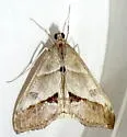 Evergestis triangulalis - Hodges#4914 - photo 5