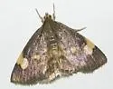 Large-spotted Evergestis - Hodges#4901 - photo 2