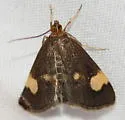 Large-spotted Evergestis - Hodges#4901 - photo 3