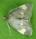 Large-spotted Evergestis - Hodges#4901 - photo 4