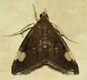 Large-spotted Evergestis - Hodges#4901 - photo 5