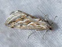Evergestis vinctalis - Hodges#4906 - Evergestis vinctalis