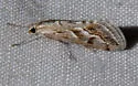 Evergestis vinctalis - Hodges#4906 - photo 2