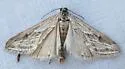 Evergestis vinctalis - Hodges#4906 - photo 3