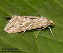 Evergestis vinctalis - Hodges#4906 - photo 4