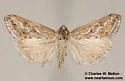 Evergestis vinctalis - Hodges#4906 - photo 5