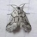 Eviridemas minuta - Hodges#9848 - photo 3