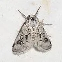 Eviridemas minuta - Hodges#9848 - photo 4