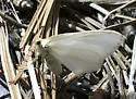 Evita hyalinaria - Hodges#6897 - Evita hyalinaria