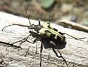 Evodinus monticola - photo 2
