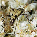 Evodinus monticola - photo 3