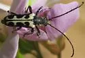 Evodinus monticola - photo 4