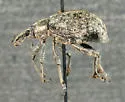 Evotus naso - photo 2