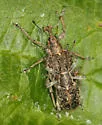 Evotus naso - photo 4