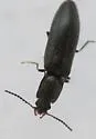 Ex-ctenicera angularis - photo 4