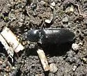 Ex-ctenicera uliginosus