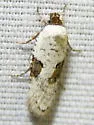 Exaeretia canella - Hodges#0899