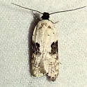 Exaeretia canella - Hodges#0899 - photo 4