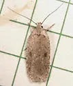 Exaeretia ciniflonella - Hodges#0908