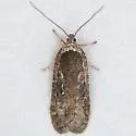 Exaeretia ciniflonella - Hodges#0908 - photo 3