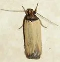 Ambrosia Seed Moth - Hodges#0902