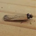 Ambrosia Seed Moth - Hodges#0902 - photo 2
