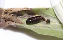 Ambrosia Seed Moth - Hodges#0902 - photo 4